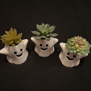 Trio of ghost succulents